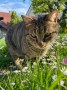 Gizmo (2)